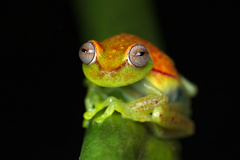 Boana punctata