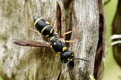 Parancistrocerus salcularis