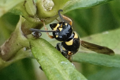 Parancistrocerus salcularis