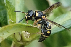 Parancistrocerus salcularis