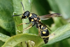 Parancistrocerus salcularis