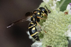 Parancistrocerus salcularis