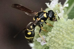 Parancistrocerus salcularis