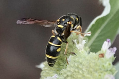 Parancistrocerus salcularis