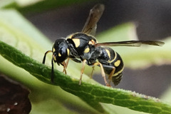 Parancistrocerus salcularis