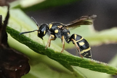 Parancistrocerus salcularis