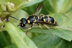 Parancistrocerus salcularis
