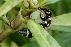 Parancistrocerus salcularis