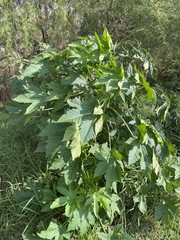 Ricinus communis