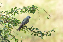 Tyrannus melancholicus