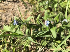 Myosotis stricta