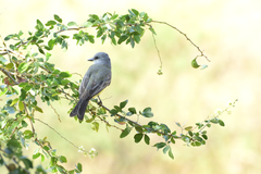 Tyrannus melancholicus