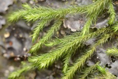 Echinodiopsis hispida