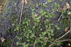 Echinodiopsis hispida