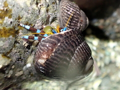 Calcinus elegans
