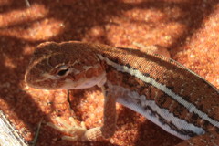 Ctenophorus isolepis