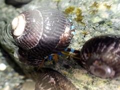 Calcinus elegans