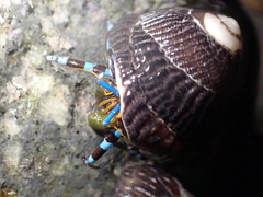 Calcinus elegans