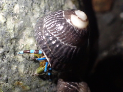 Calcinus elegans