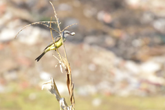 Tyrannus melancholicus