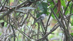 Pachyramphus rufus