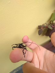 Steirastoma marmoratum