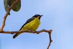 Dacnis flaviventer