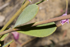 Boronia fastigiata