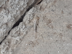 Ctenolepisma longicaudatum