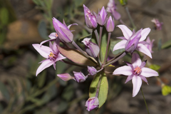 Boronia fastigiata