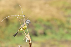 Tyrannus melancholicus