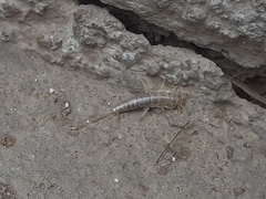 Ctenolepisma longicaudatum