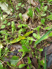 Leptinella squalida