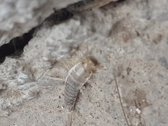 Ctenolepisma longicaudatum