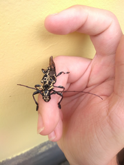 Steirastoma marmoratum