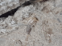 Ctenolepisma longicaudatum