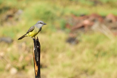 Tyrannus melancholicus