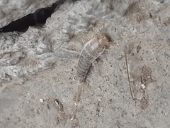 Ctenolepisma longicaudatum