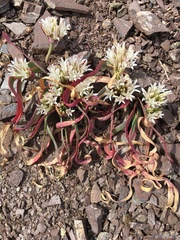 Allium falcifolium