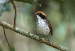 Myrmoborus leucophrys