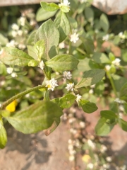 Alternanthera