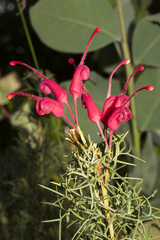 Grevillea wilsonii