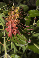 Grevillea bipinnatifida