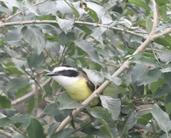 Pitangus sulphuratus