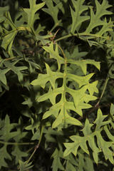 Grevillea bipinnatifida
