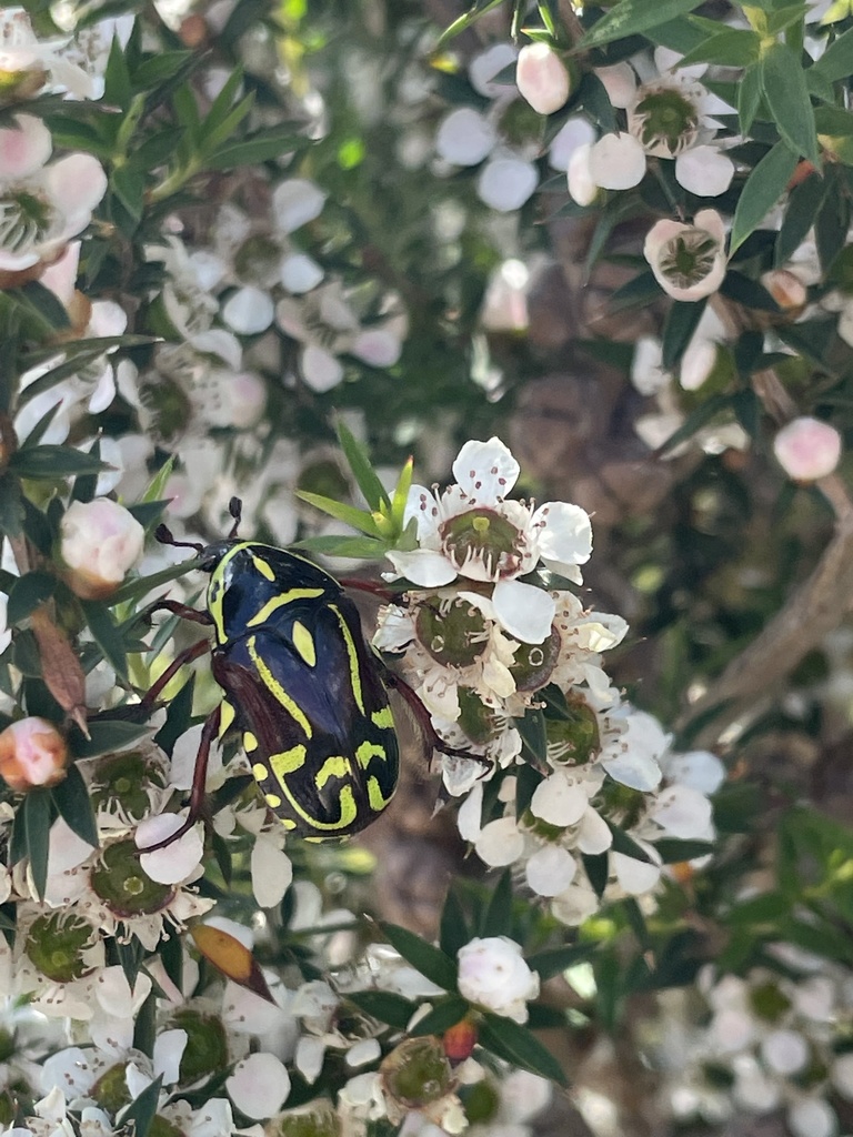 Fiddler Beetle from North-West Ward, Seaford, VIC, AU on January 03 ...