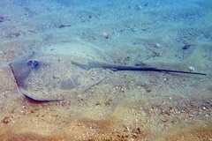 Pateobatis jenkinsii