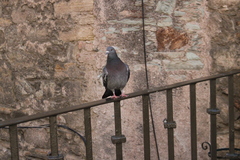 Columba livia