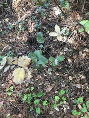 Phytophthora ramorum