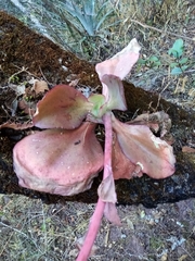 Echeveria gibbiflora